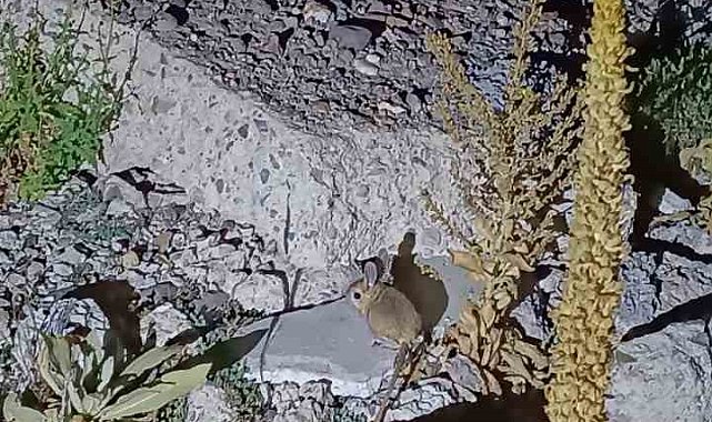 Yaylada nadir Arap Tavşanı'nın görüldüğü iddiası
