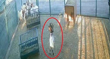 Yerdeki poşeti başına geçiren cüce keçi, diğer keçilerin kabusu oldu