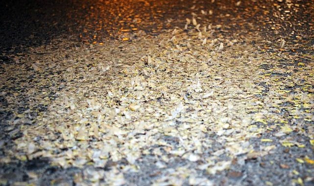 Yol beyaza büründü: Kar değil, birgün sineklerinin 'ölüm dansı'