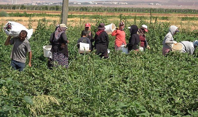 Yoldan geçen vatandaşlar için karpuz ekti