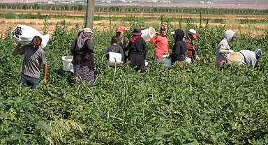 Yoldan geçen vatandaşlar için karpuz ekti