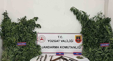 Yozgat'ta 243 kök kenevir ele geçirildi