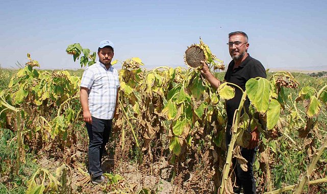 Yozgat'ta çerezlik ay çekirdeği hasadı başladı