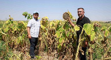 Yozgat'ta çerezlik ay çekirdeği hasadı başladı