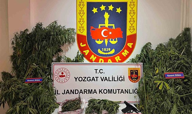 Yozgat'ta uyuşturucu operasyonu: Bin 135 kök kenevir ele geçirildi