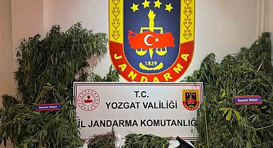 Yozgat'ta uyuşturucu operasyonu: Bin 135 kök kenevir ele geçirildi