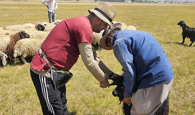 Yüksekova'da büyük ve küçükbaş hayvanları aşılama ve küpeleme çalışmaları devam ediyor