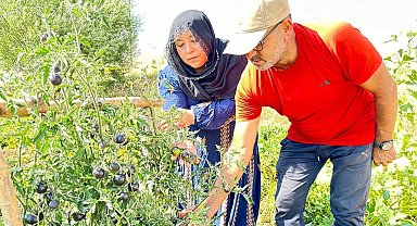Yüksekova'da siyah domates 2 senedir aynı çiftçi tarafından yetiştiriliyor