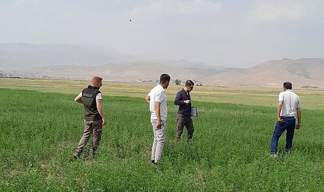 Yüksekova'nın ovasında yem bitkileri incelendi