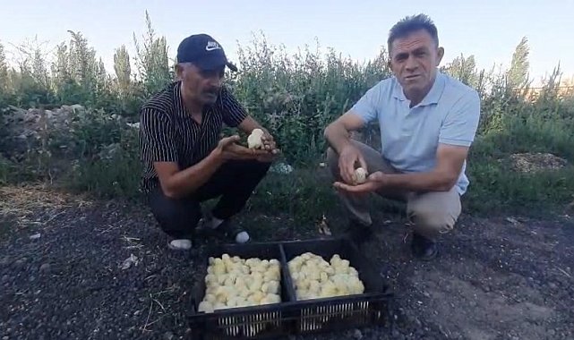 Yumurtadan 4 ayaklı civciv çıktı