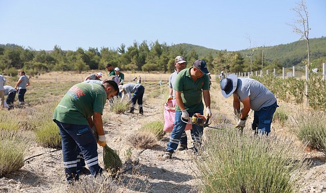 Yunusemre'de lavanta hasadı başladı