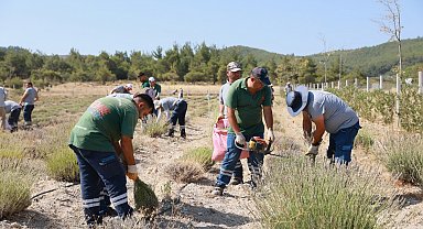 Yunusemre'de lavanta hasadı başladı