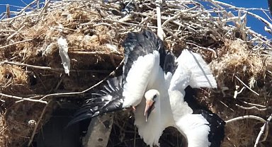 Yuvasına takılı kalan leylek böyle kurtarıldı