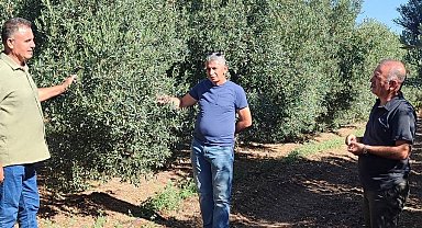 Zeytin bahçelerinde zararlı kontrolleri yapıldı
