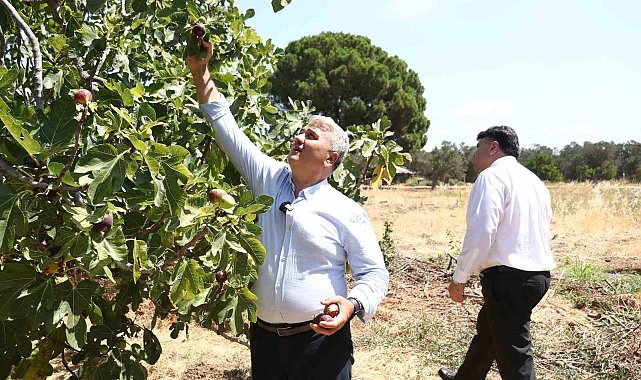 Zeytinlikler arasındaki 'bal'lı lezzet: Havran siyah inciri