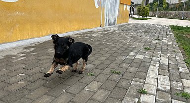 Zifte bulanmıştı, rehabilitasyonla yaşama tutundu