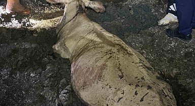 Zonguldak'ta kaybolan büyükbaş hayvan bataklıkta bulundu