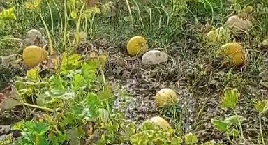 1 yıllık emeği heba olan çiftçi isyan etti