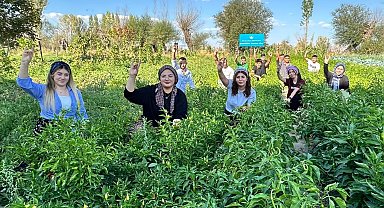 100 yılık ata tohumuyla ilk hasat yapıldı