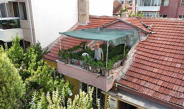18 metrekarelik terasını 200 fideyle bahçeye çevirdi, 8 saatini burada harcıyor