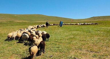 2025 yılı buzağı, malak, kuzu ve oğlak destekleme başvuruları başladı