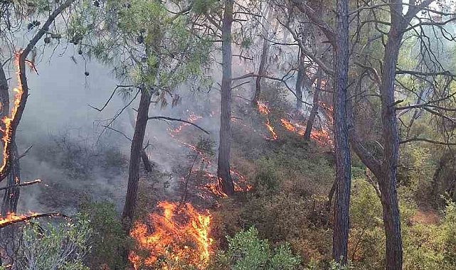 Adana'da çıkan orman yangınları söndürüldü