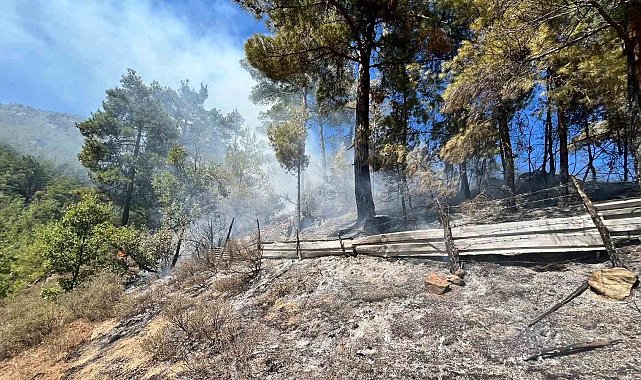 Adana'da orman yangını çıktı