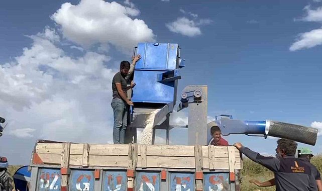 Adilcevaz'da fasulye hasadı başladı