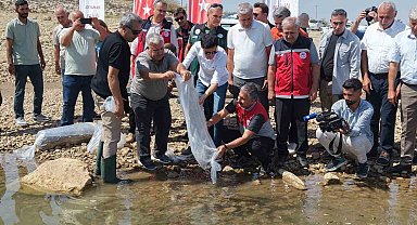 Adıyaman'da 1 milyonun üzerinde yavru sazan doğaya bırakıldı