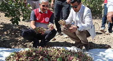 Adıyaman'da Antep Fıstık hasadı başladı