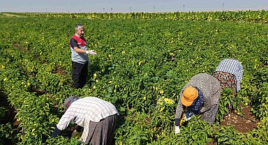 Adıyaman'da biber hasadı başladı