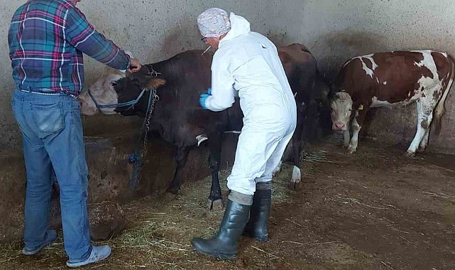 Afyonkarahisar'da sığır tüberkülozu taraması başlatıldı