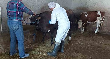 Afyonkarahisar'da sığır tüberkülozu taraması başlatıldı