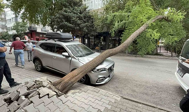 Ağaç otomobilin üzerine devrildi