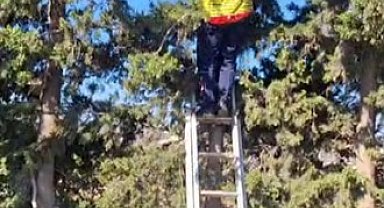 Ağaçta mahsur kalan kedi, merdiven yardımıyla kurtarıldı