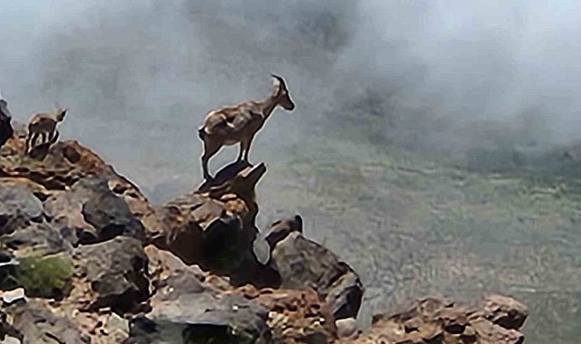 Ağrı Dağı'nda 4 bin rakımda dağ keçileri görüntülendi