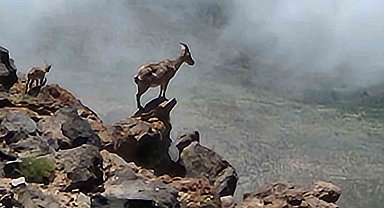 Ağrı Dağı'nda 4 bin rakımda dağ keçileri görüntülendi