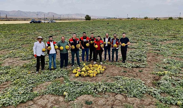 Ağrı'nın verimli tarlalarında kavunlar tezgâha hazırlanıyor