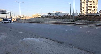 Ahırdan kaçan buzağı, kara yoluna çıkınca sürücülere zor anlar yaşattı