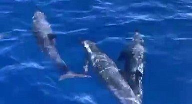 Akdeniz'de yunusların görsel şöleni