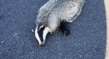 Akyaka'da aracın çarptığı porsuk telef oldu