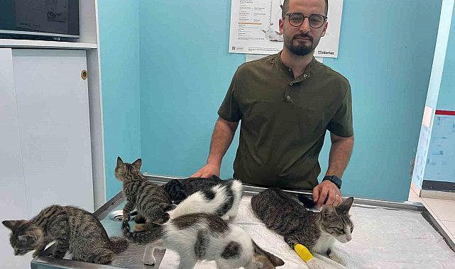 Alanya'da hayvana eziyet cezasız kalmadı