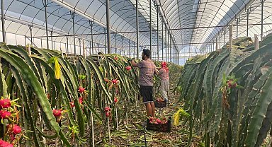 Alanya'da seralarda ejder meyvesi hasadı başladı