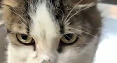 Alanya'da yaralı kediye çene ameliyatı