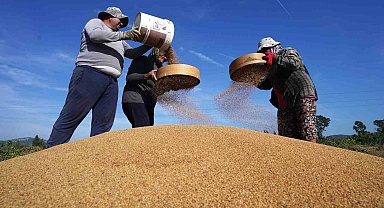 Altın susamda 'Deli Mehmet' bereketi