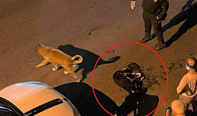 Altınordu Belediyesi çöp kamyonu sokak köpeğini ezdi