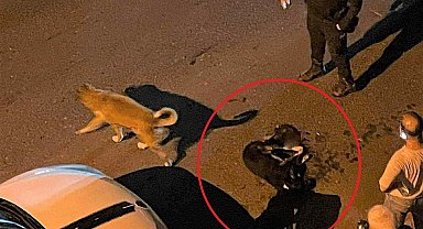 Altınordu Belediyesi çöp kamyonu sokak köpeğini ezdi