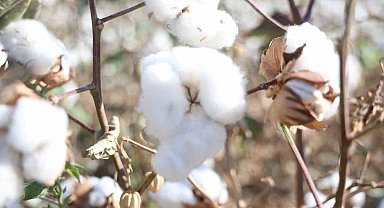 Amik Ovası'nda beyaz altın pamukta 140 bin ton rekolte bekleniyor