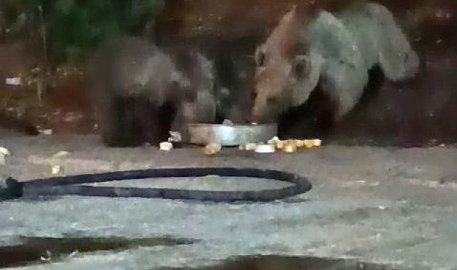 Anne ayı yavrularını da alıp geldi, karnını doyurdu