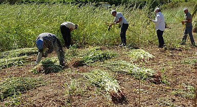 Antalya'da altın susamda hasat başladı